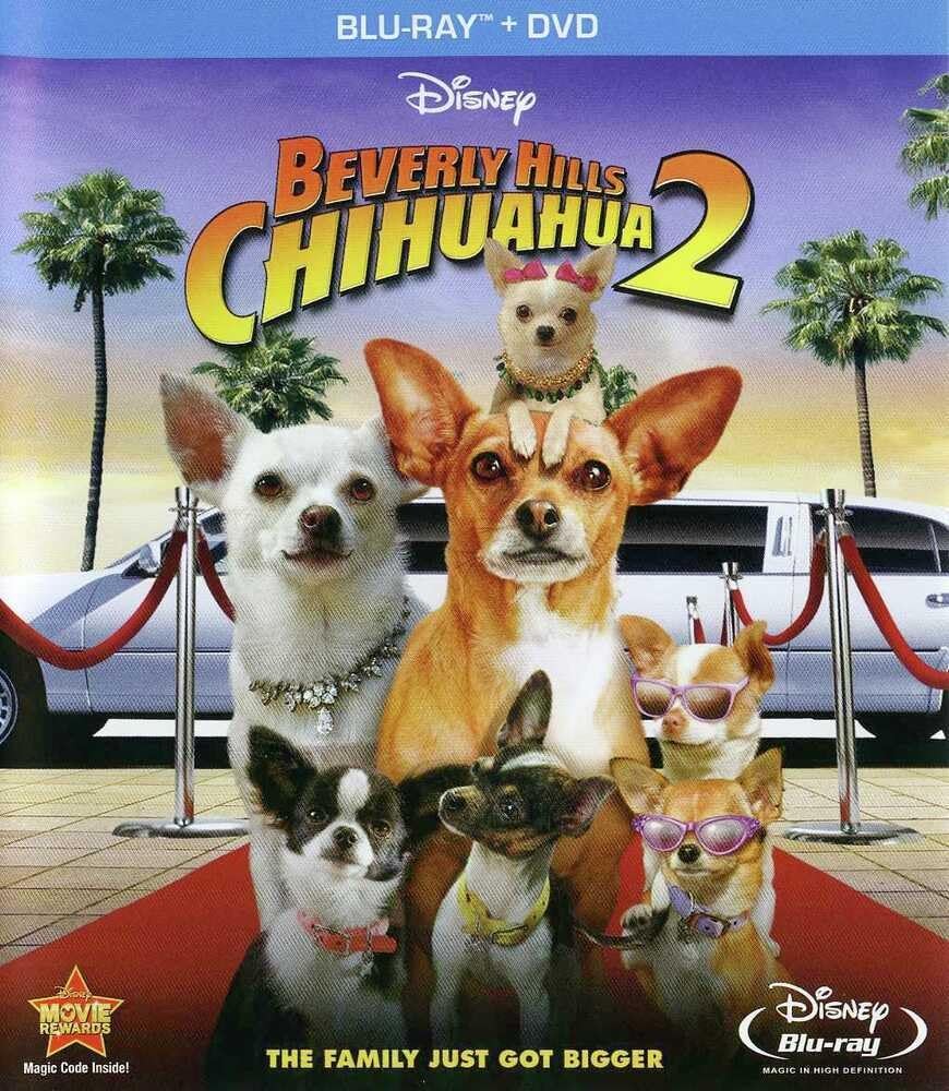BH Chihuahua 2 (BD)