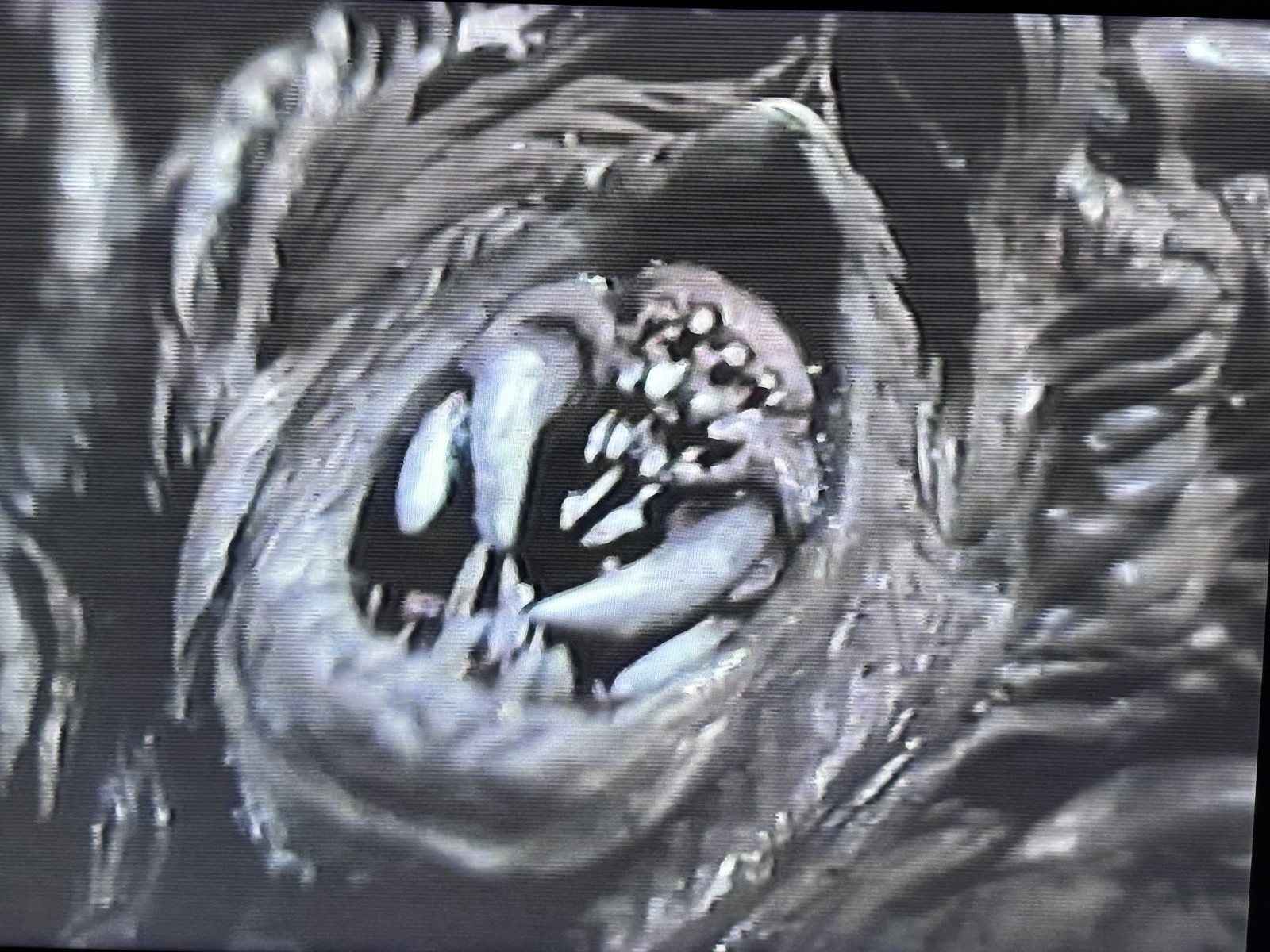 SPOOKIES (VHS 1988) SONY 80’s Creature Feature Slasher – Great Practical Effects
