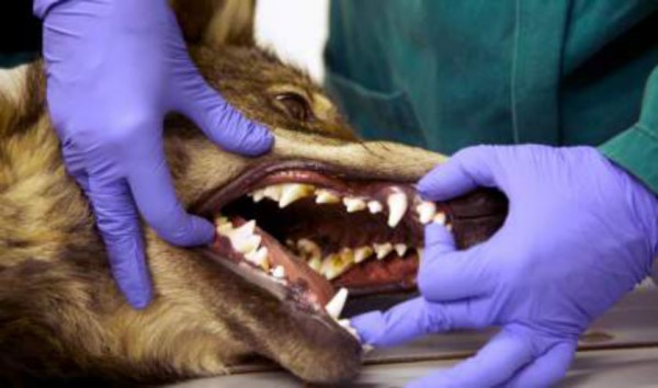 The Return of the Wolf / Stories of Men and Wolves